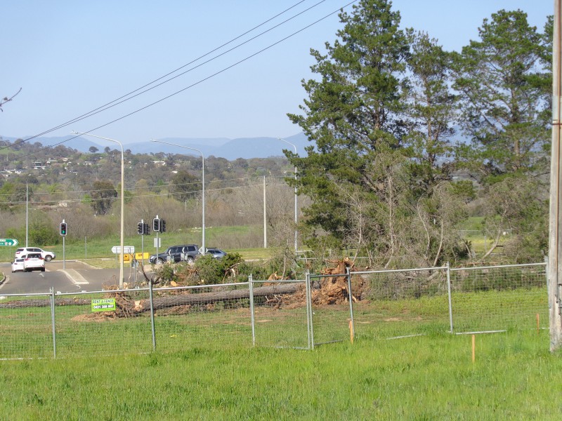 Dudley St intersection tree felling